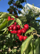 百果园取智利车厘子协汇合做升级 新尺度新手艺